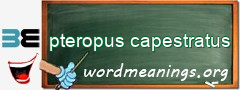 WordMeaning blackboard for pteropus capestratus